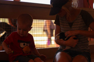 Petting Zoo|One Glass Slipper|Meg Wallace